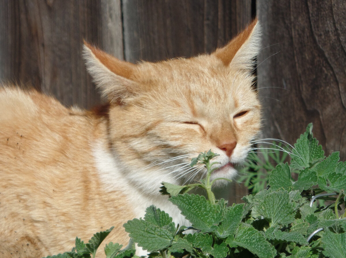 какое растение любят кошки