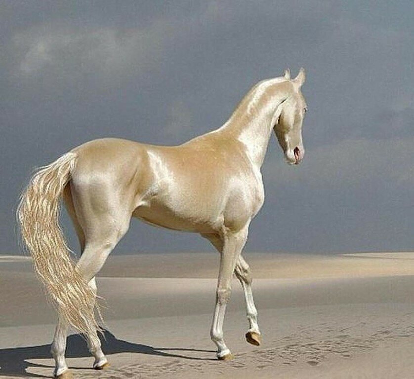 Сколько лошадей в мире. Ахалтекинская Изабелловая. Изабелловая Ахалтекинская лошадь. Жемчужная масть ахалтекинец.