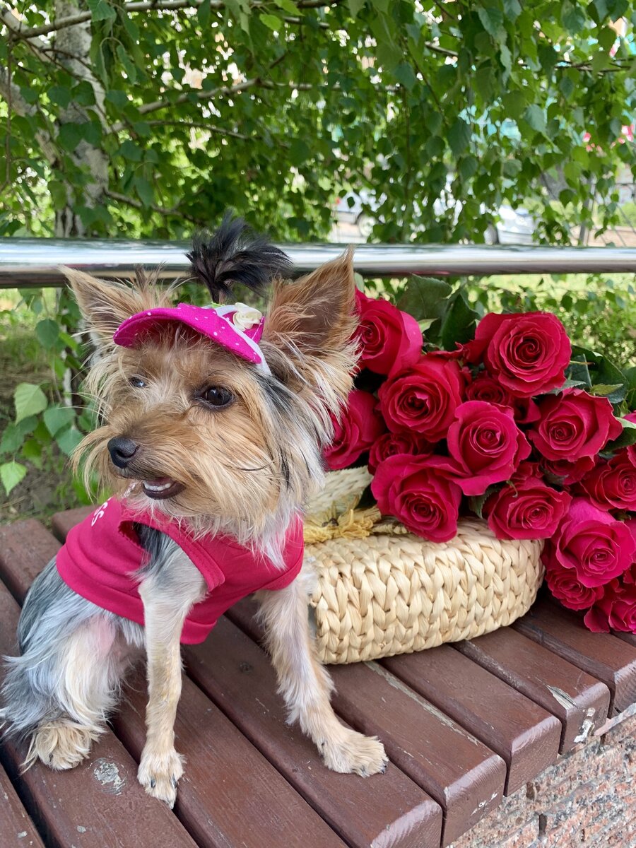 Стеффи летом вышла на прогулку