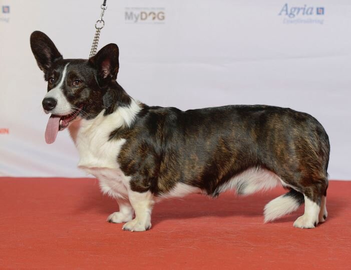 Корги. Фото: Wikipedia