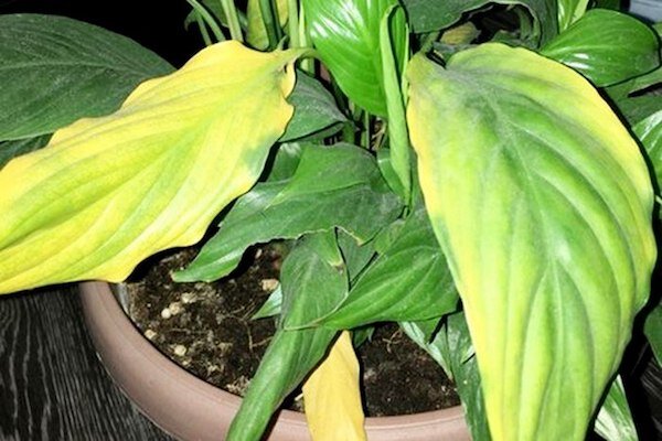 У спатифиллума желтеют, чернеют и сохнут листья: почему и как его спасти?