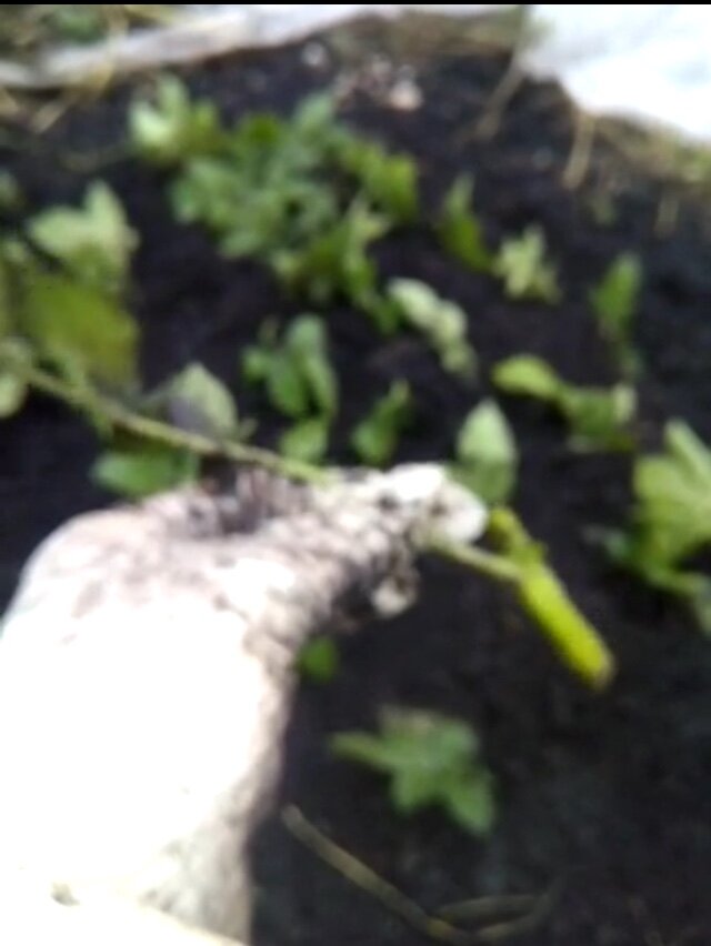 Высаживаю черенки