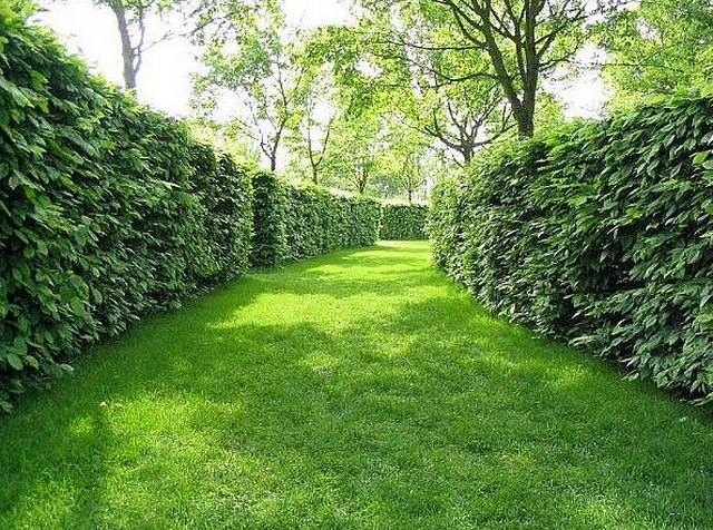 Боярышник плосколистный