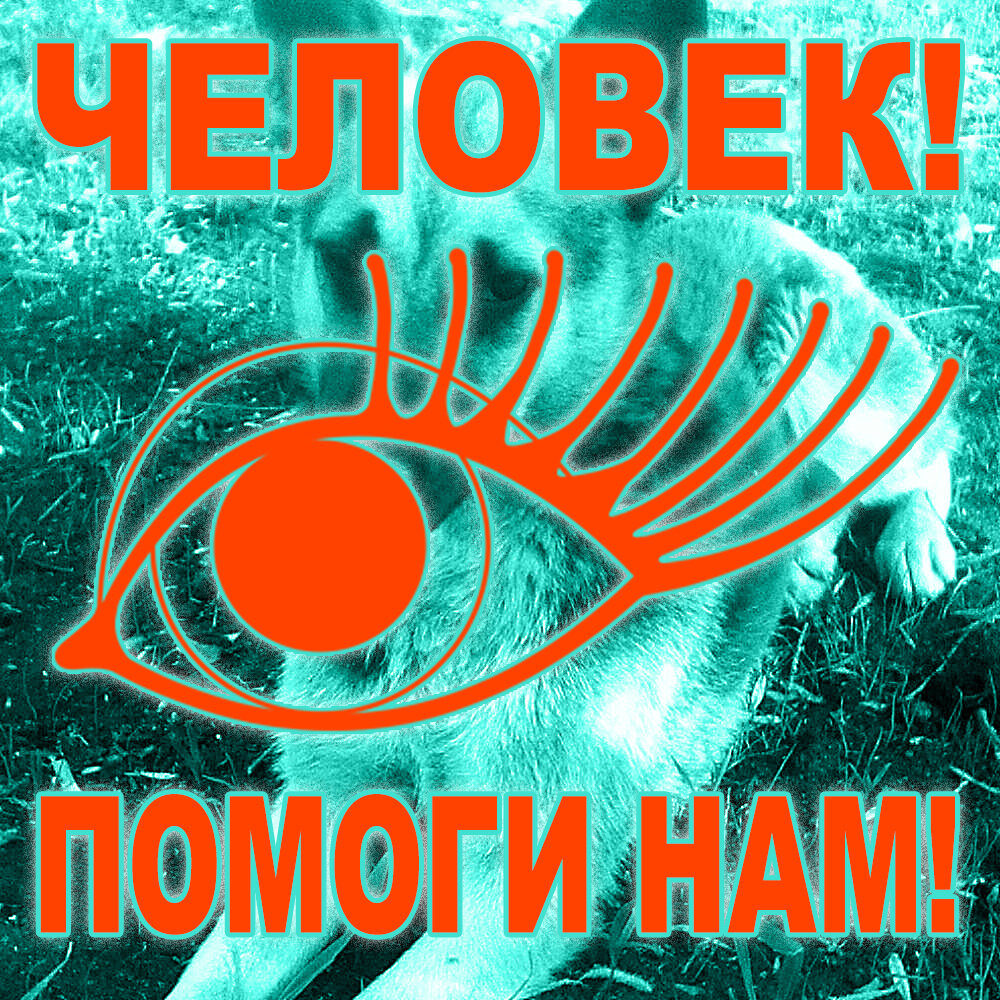 Не каждому Человеку нужна Собака. Но каждой Собаке нужен свой Человек | © ДиНа