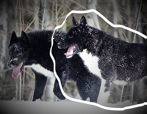 Фото Алексея Кулабухова г.Калуга. Вылитая Ася.
