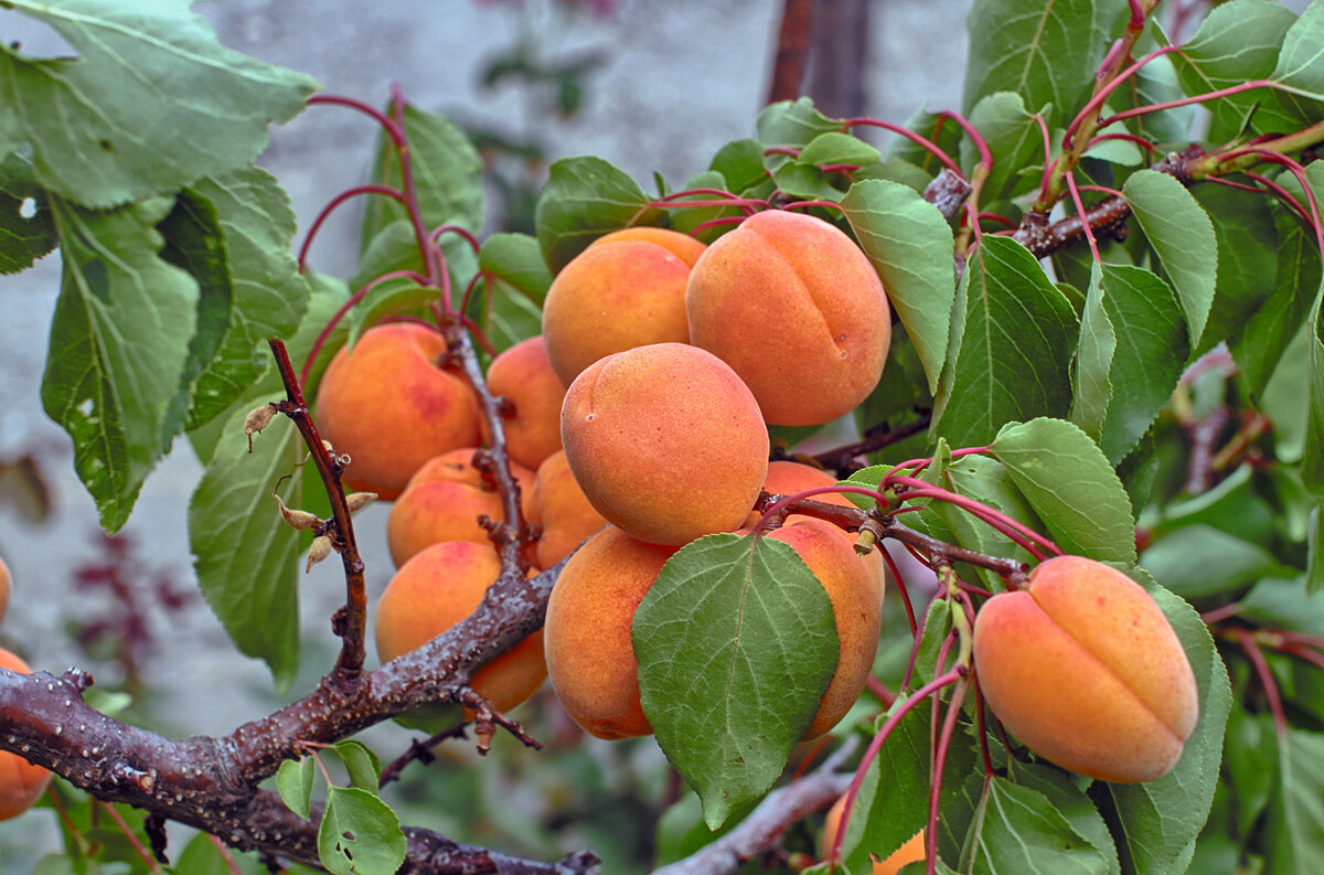 Абрикос - самый полезный фрукт для печени