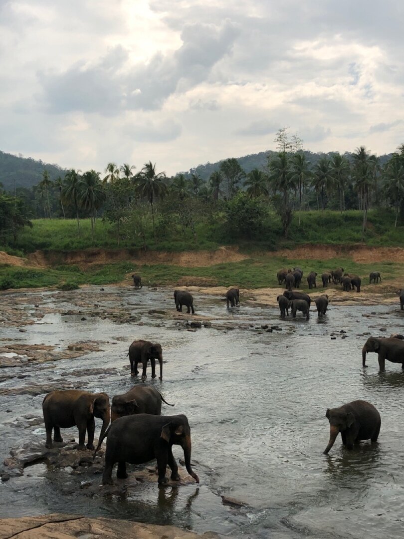 Пиннавела шри ланка. Шри Ланка приют Пиннавела. Слоновий питомник Шри Ланка Пиннавела. Приют для слонов Пиннавела Шри-Ланка.