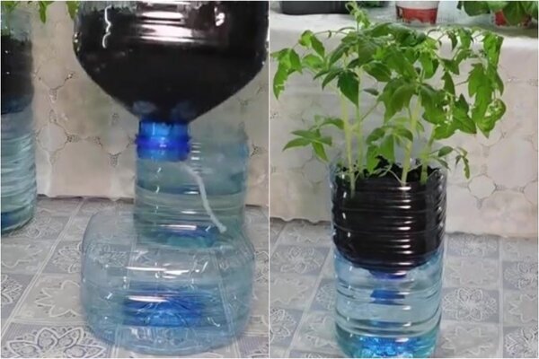 Рассада помидор на фитильном поливе и без пикировки