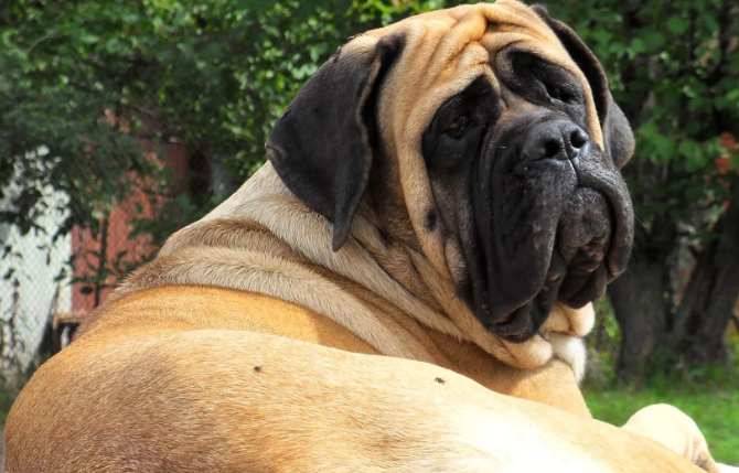 Английский мастиф