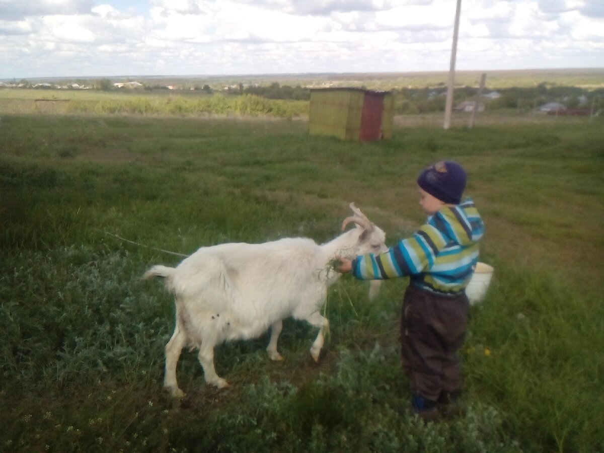 соседская коза Машка