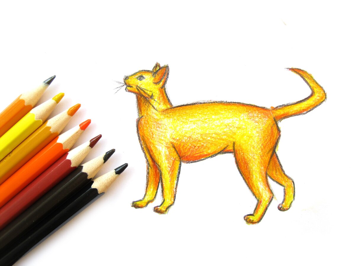 Рисуем поэтапно: как нарисовать кота