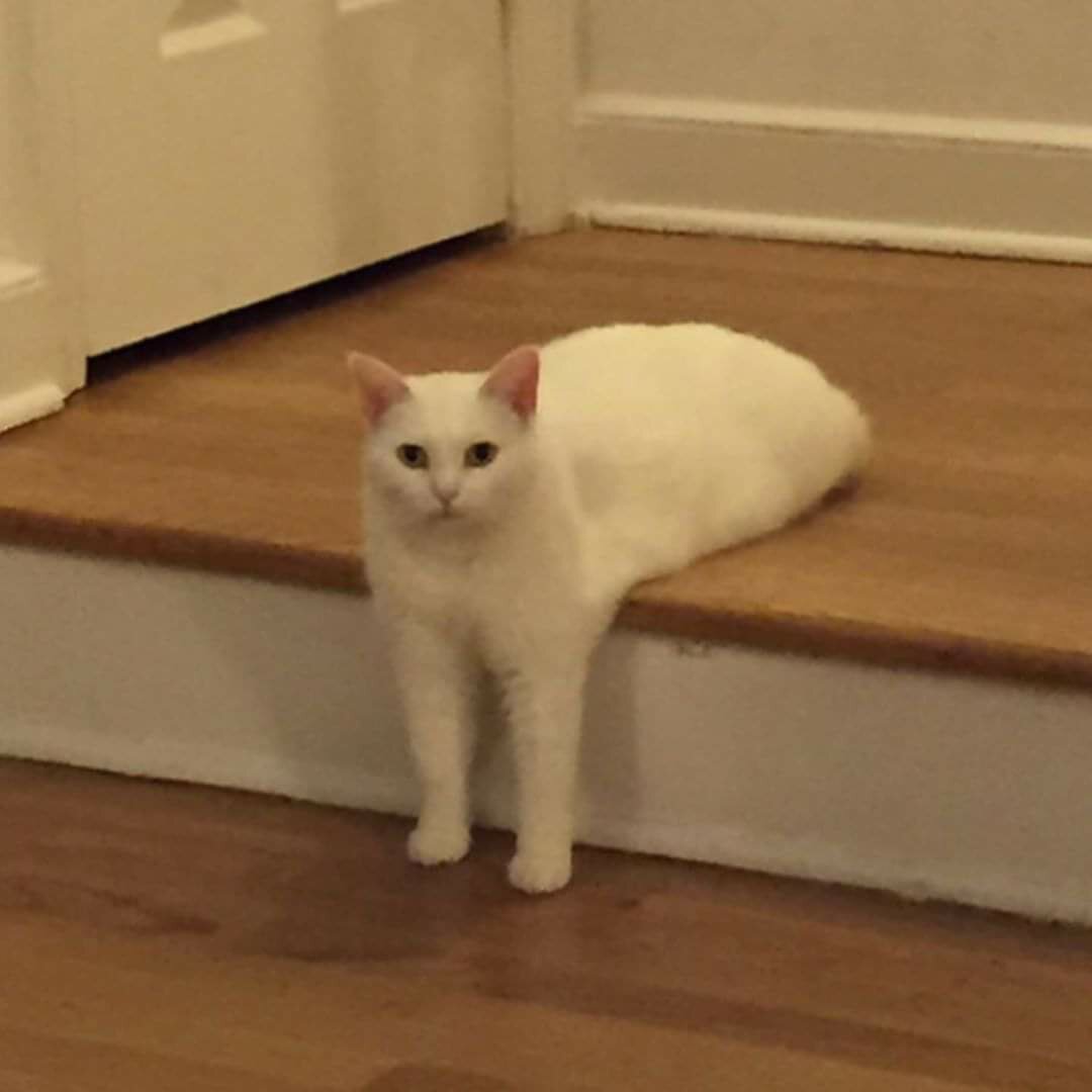 Мем кот качок