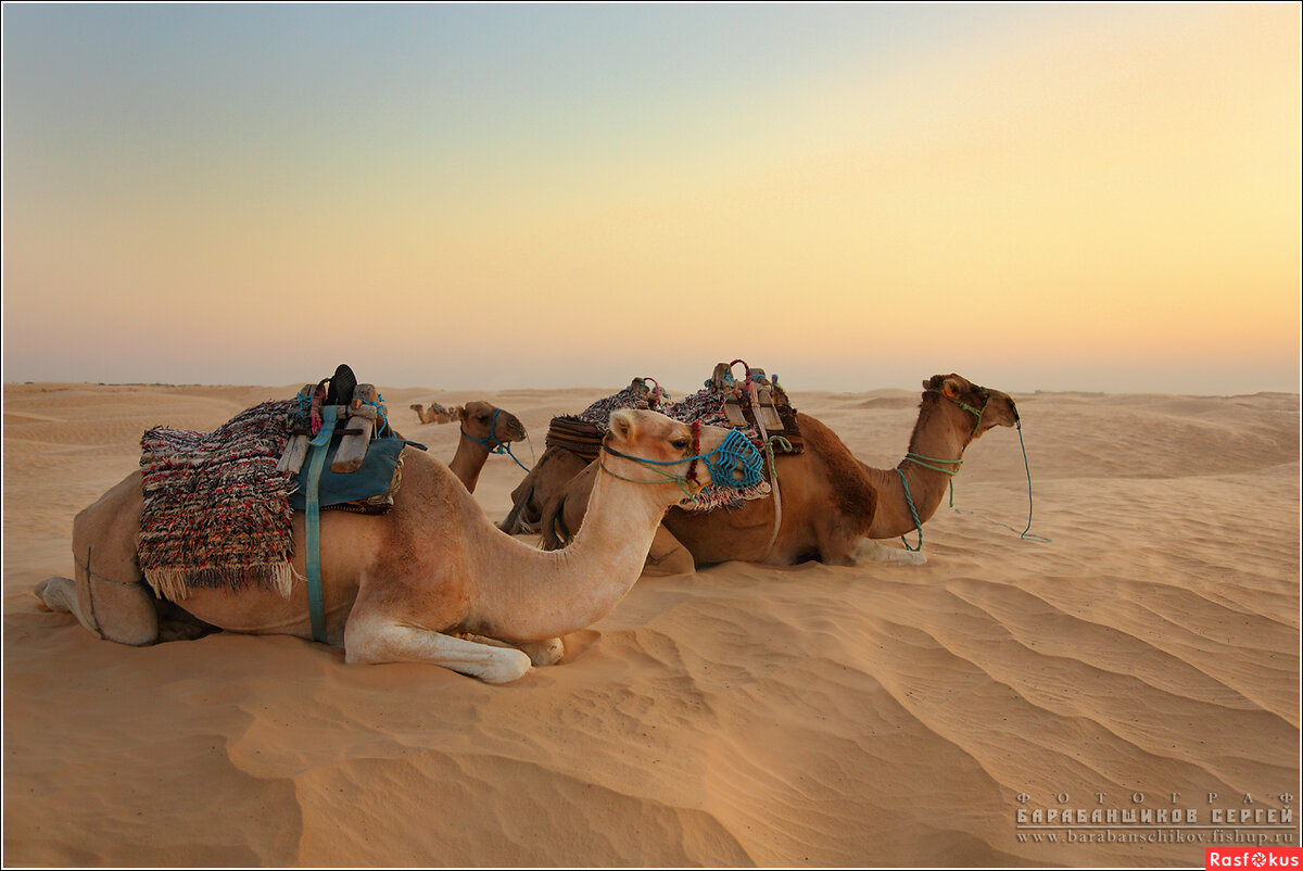 Караван отдых. Экскурсия Тунис сахара Барханы. Верблюды Караван. Пустыня Караван Оазис. Тунис Караван.