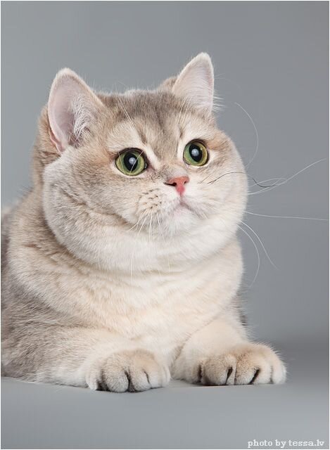 фото взято с pinterest