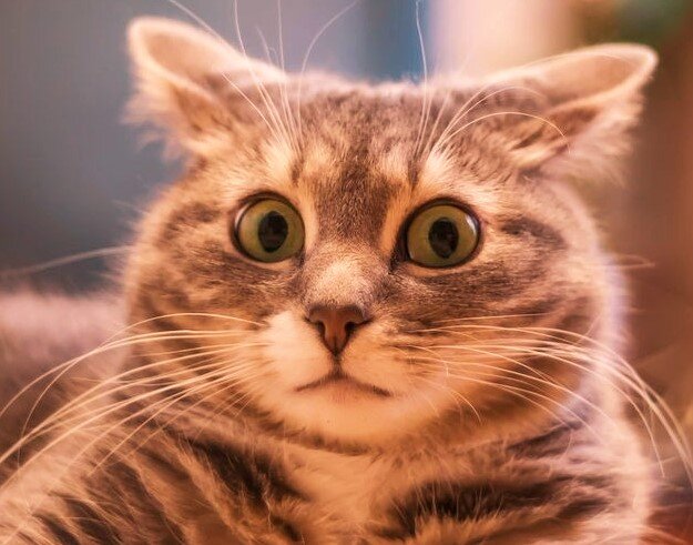 "Что это было?",- думает кот...)