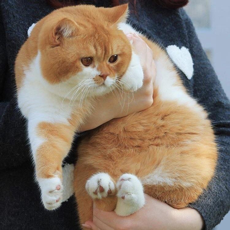 Золотой комочек :3