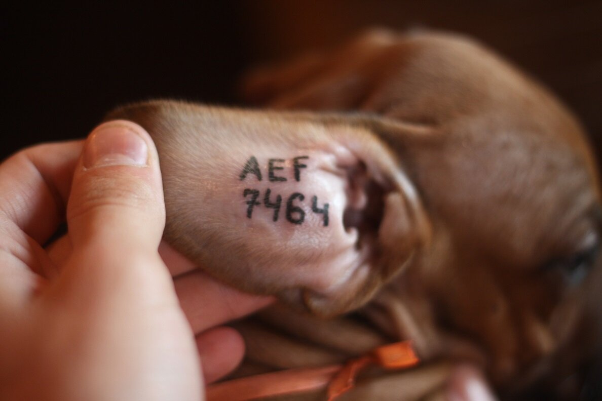 Яндекс картинки