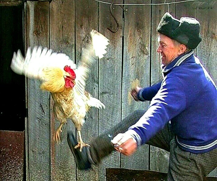 из яндекс картинок