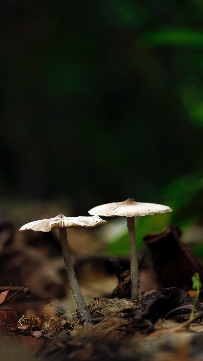 Фото автора Nandhu Kumar: Pexels