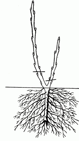 Схема послепосадочной обрезки черной смородины