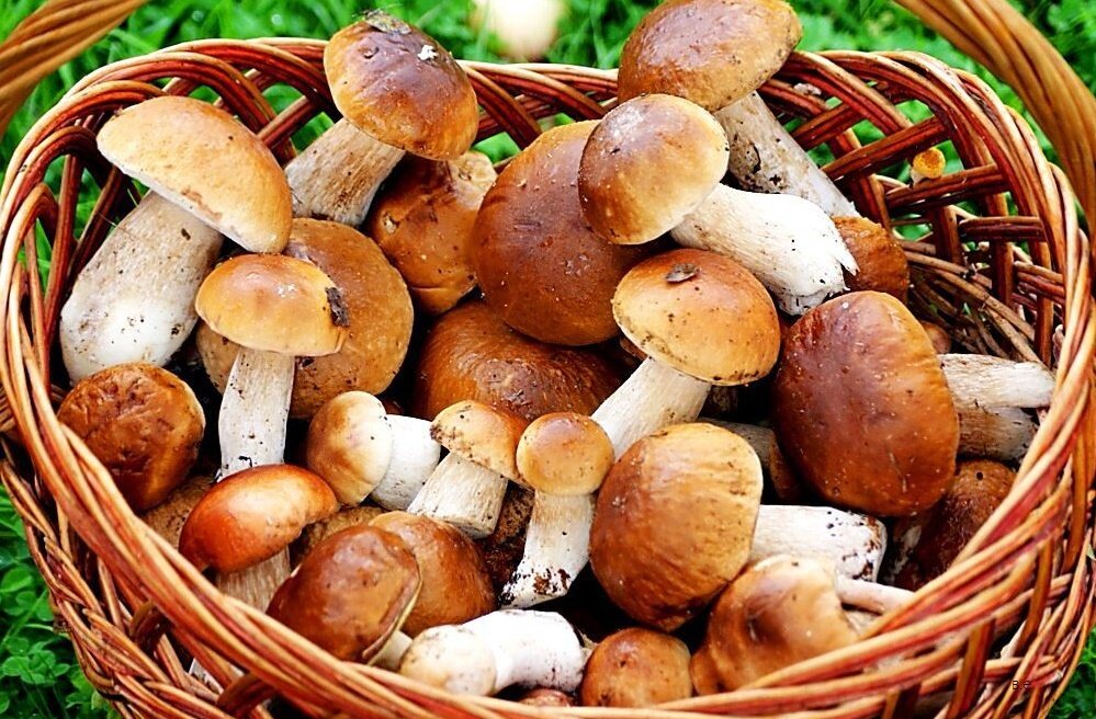 Если вам понравилась статья отблагодарите лайком!