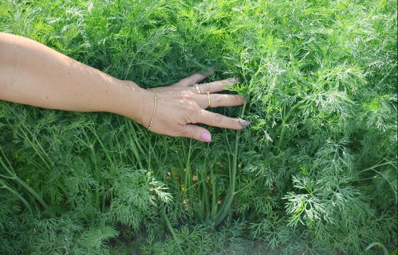 Укроп без зонтиков - Секреты выращивания