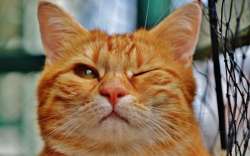 Источник: pexels.com