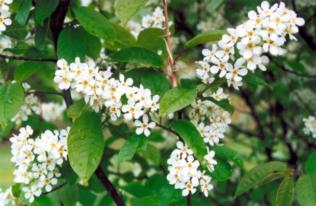 Черёмуха обыкновенная, черёмуха кистевая, черёмуха птичья — названия одного и того же кустарника или дерева, принадлежащего семейству розовых рода слив.В естественной среде растёт в Европе, Азии и Северной Африке. В условиях умеренного климата прижилось по всей территории земного шара. Растение хорошо себя чувствует в тех местах, где грунтовые воды находятся неглубоко от поверхности.