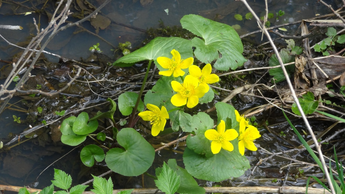 Калужница на берегу водоёма