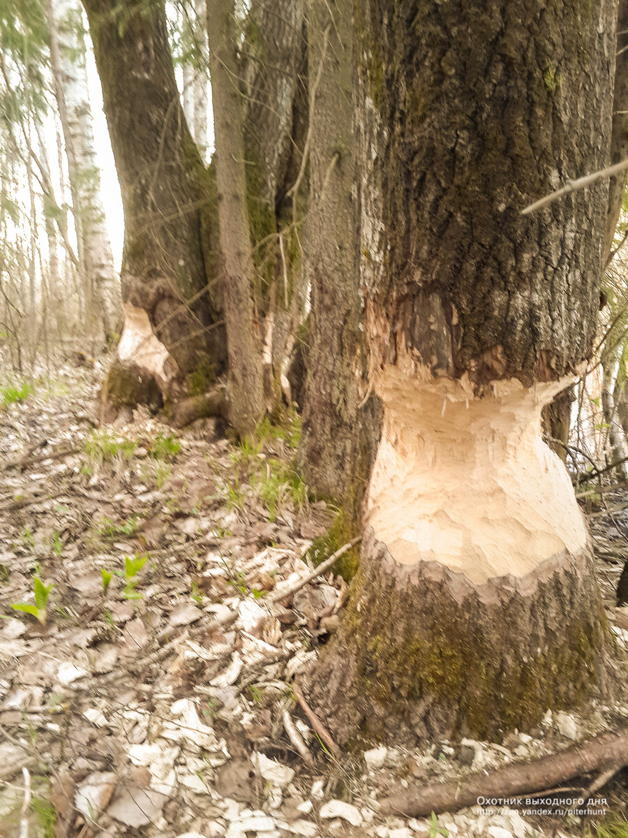Не долго осталось этому дереву... 