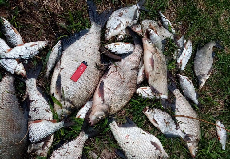 Мой последний улов