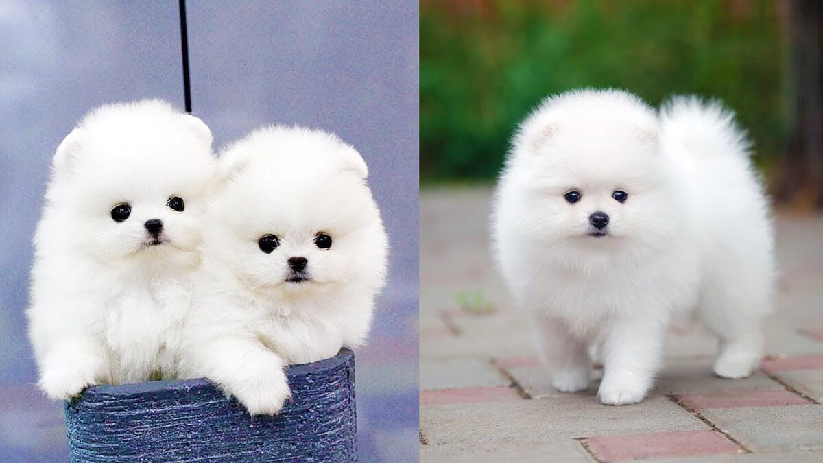 Милашки-очаровашки! Померанский шпиц. Белый пушистик.