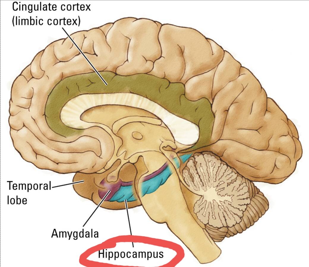 Гипокамп. Гиппокамп головного мозга анатомия. Гиппокамп и миндалевидное тело. Строение мозга человека гиппокамп. Гиппокамп анатомия функции.