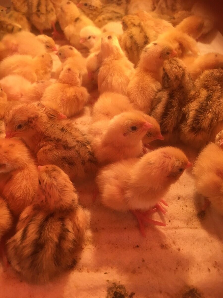 Это пока что еще совсем маленькие перепелки