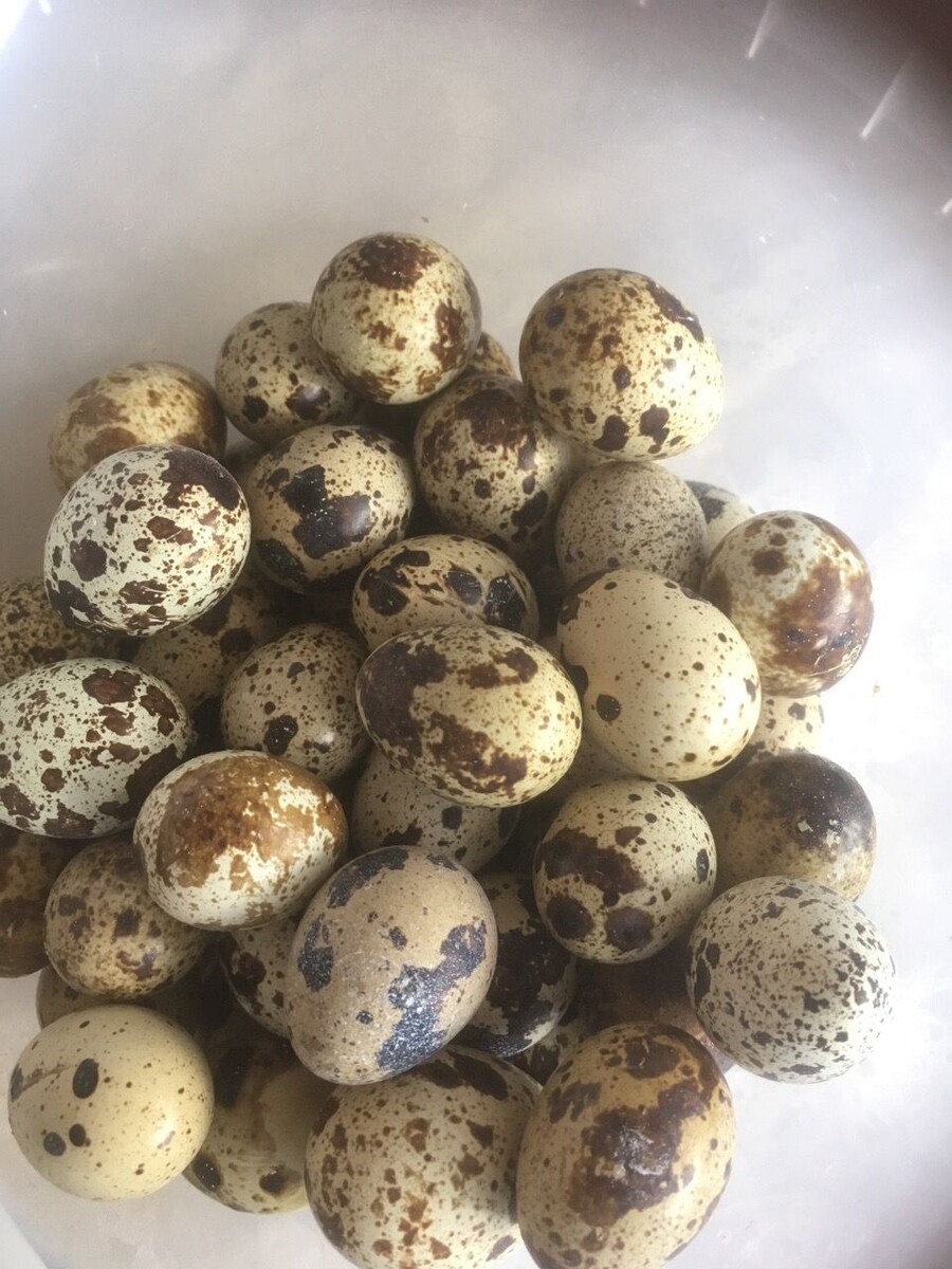 Яйца перепела можно отличить по тонкой скорлупе, окраске (чёрные пятна), небольшому размеру и весу (10-12 г).