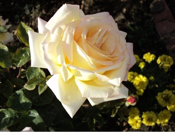 Какие были клумбы засаженные чайными розами а какой вечером аромат после полива..