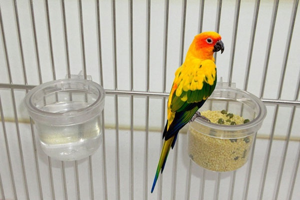 Солнечная аратинга трапезничает