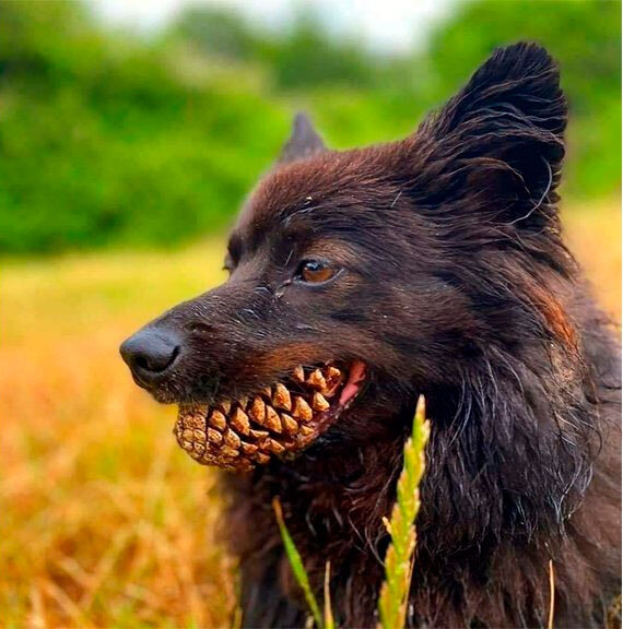 собака с шишкой в зубах