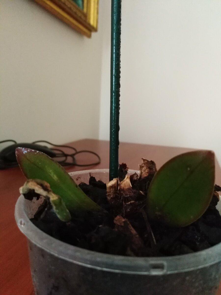 Вот такой цветок я приобрела на распродаже