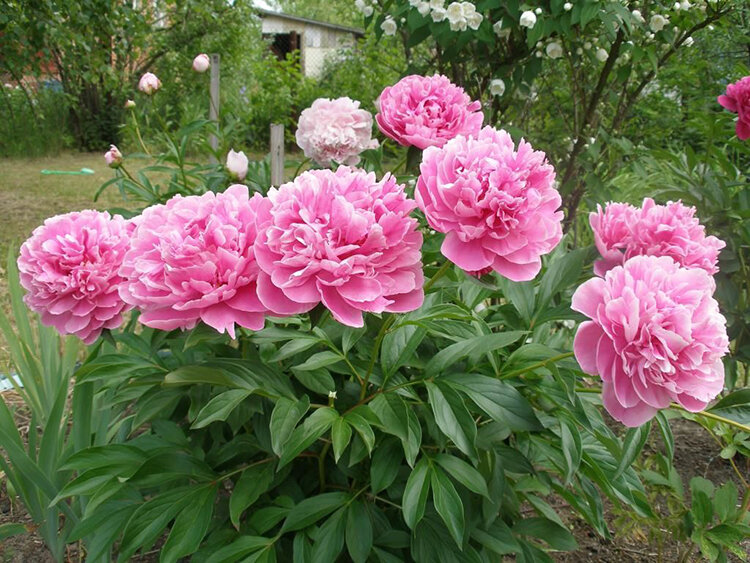 Характеристики пионов Орнамент