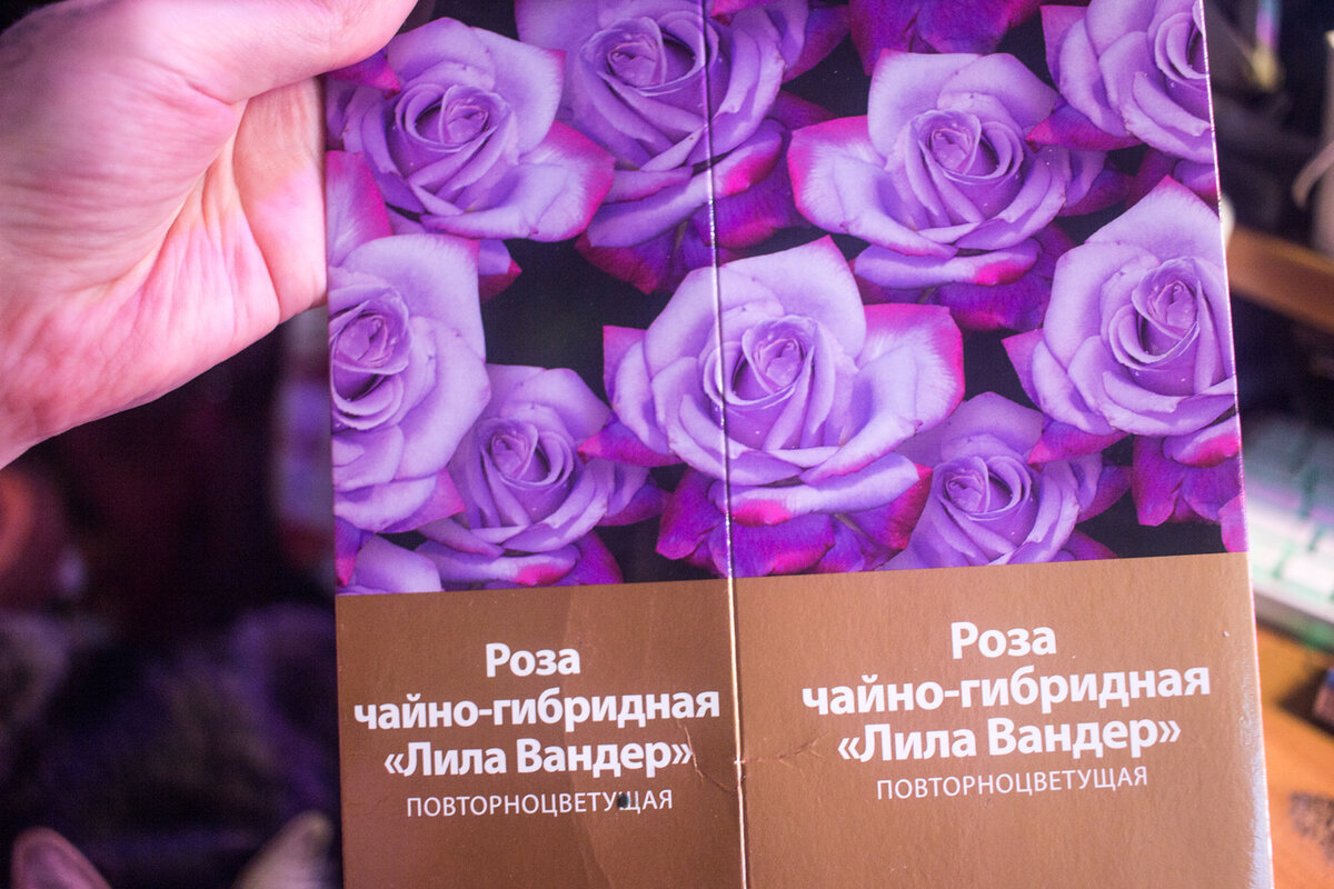 что должно было вырасти