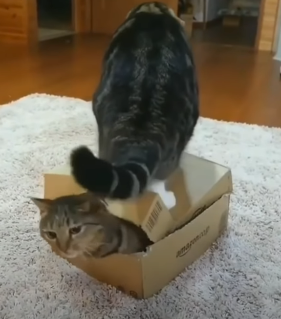 Смешные кошки и коты