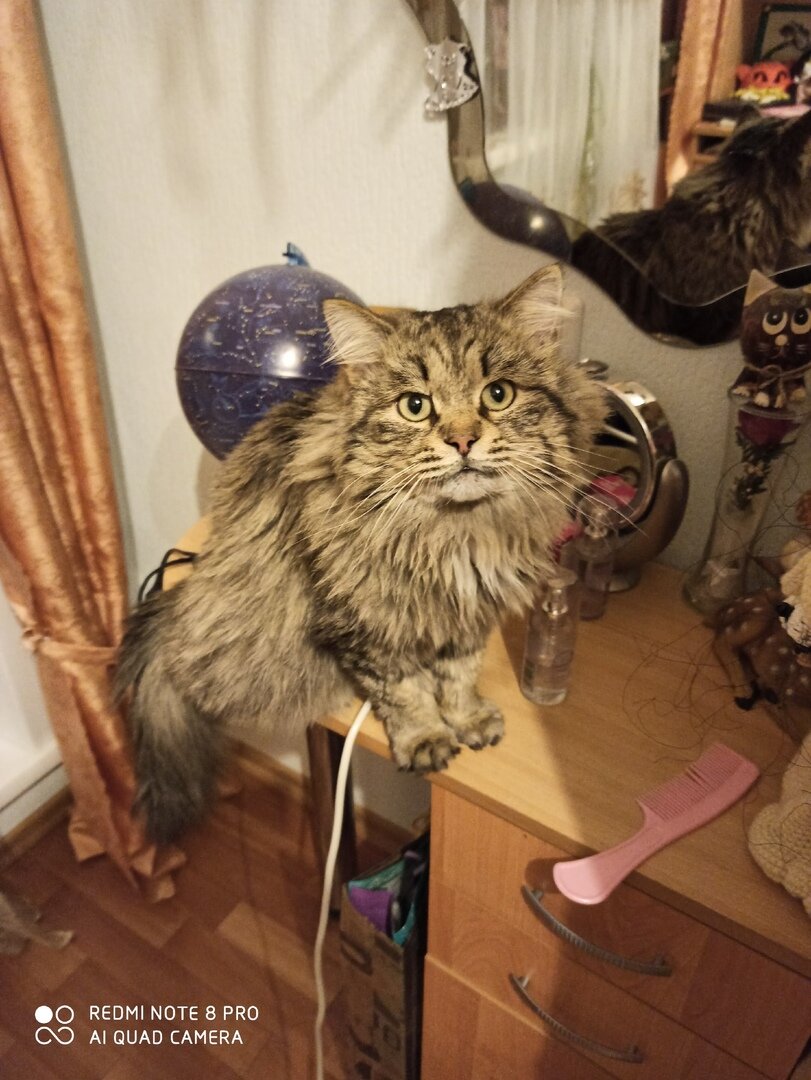 Фото автора. Кот Барс.