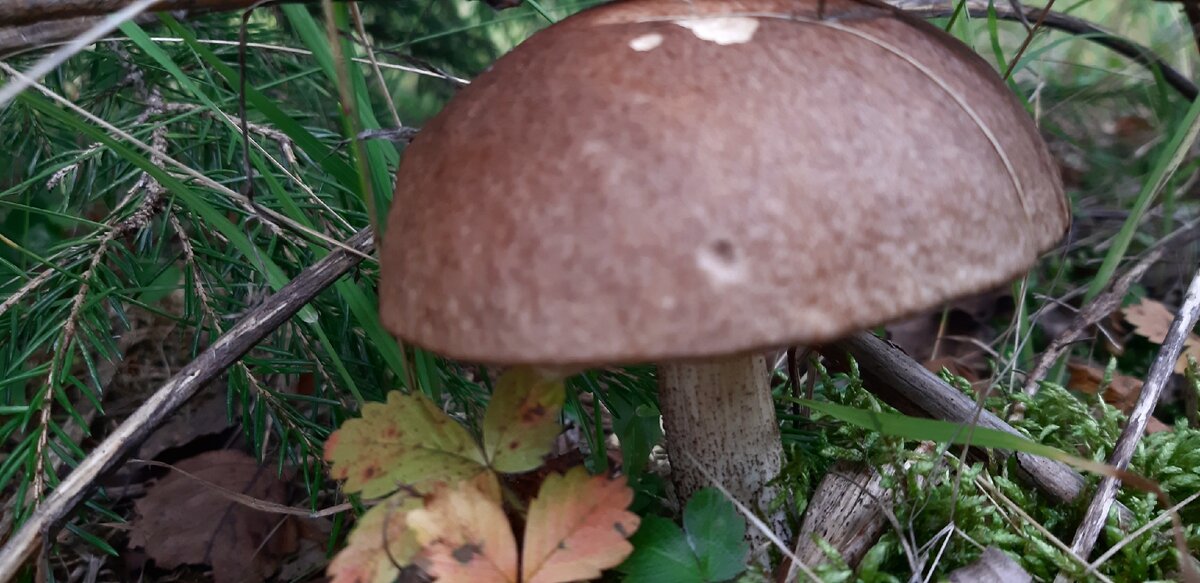 Это наш первенец