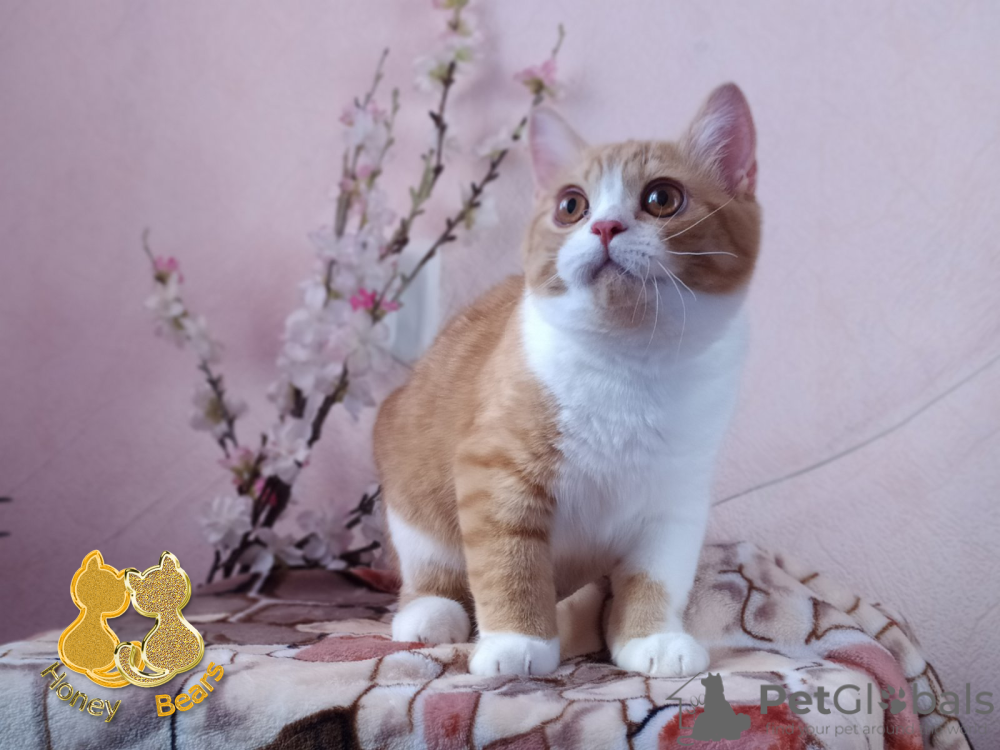 Британская кошка