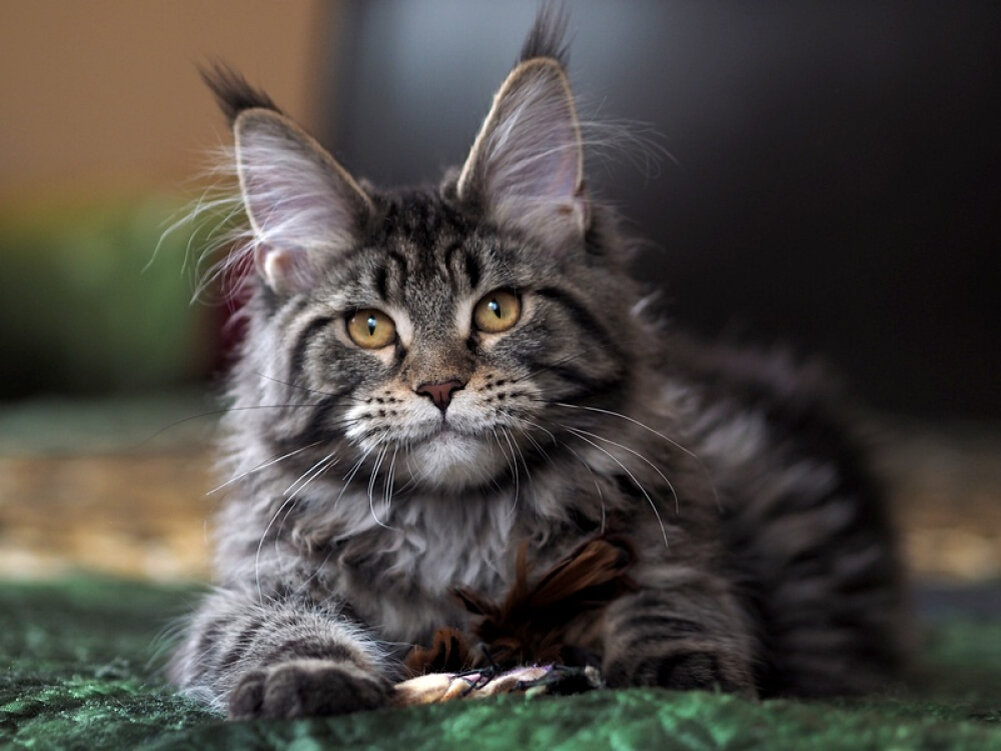 Источник petglobals.com