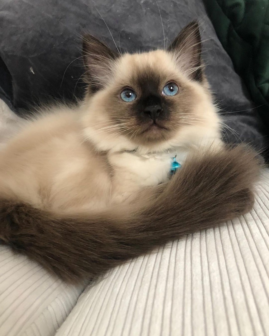 https://www.instagram.com/tiger.the.ragdoll.cat