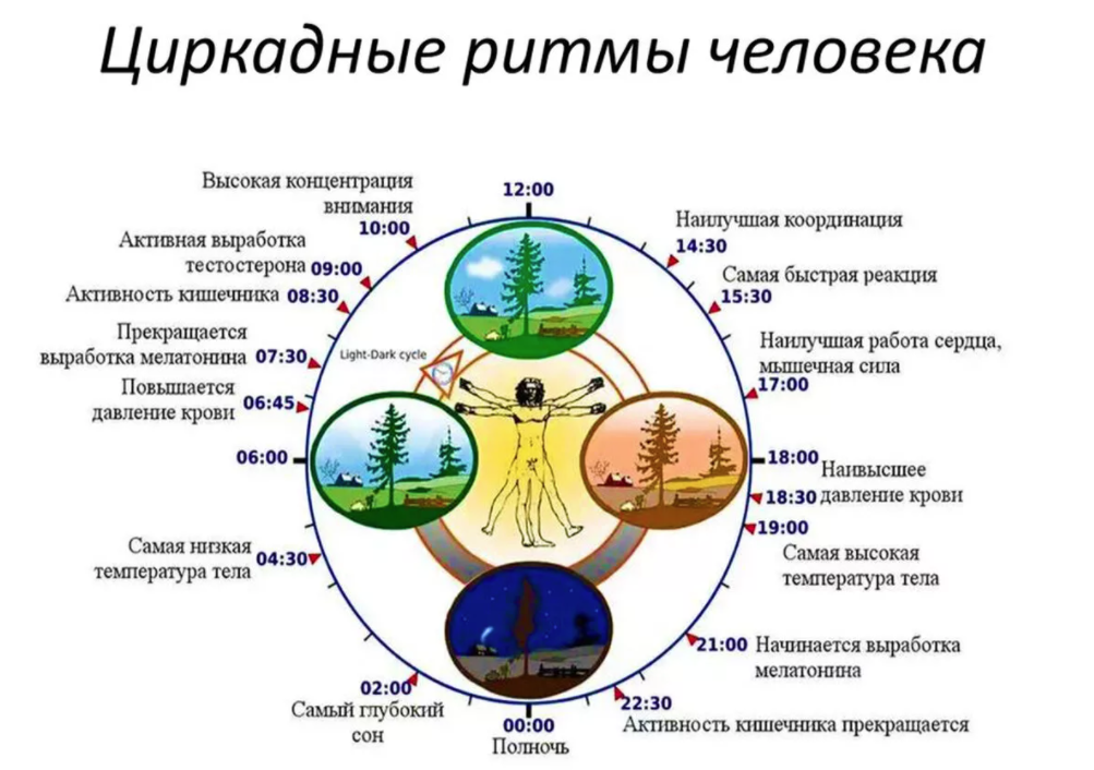 Суточная ритмичность. Биологические суточные часы организма человека по часам работы. Циркадные циклы человека , биологические часы. Суточные циркадные ритмы по часам. Суточные биоритмы человека по часам схема.