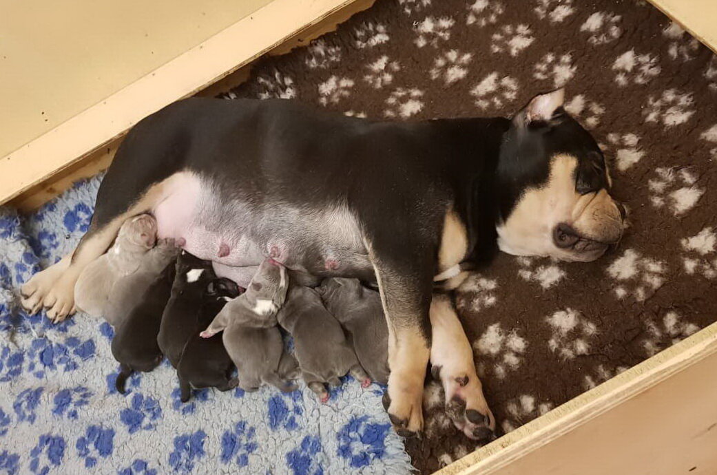 Щенки и мама