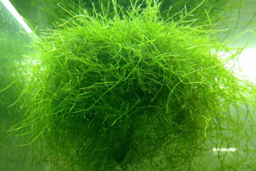 спирулина в природе